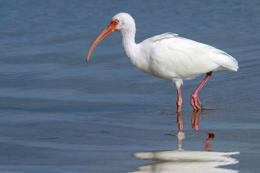 An adult White Ibis in open blue water, with its all white plumage and pink legs, beak, and skin around the blue eyes.