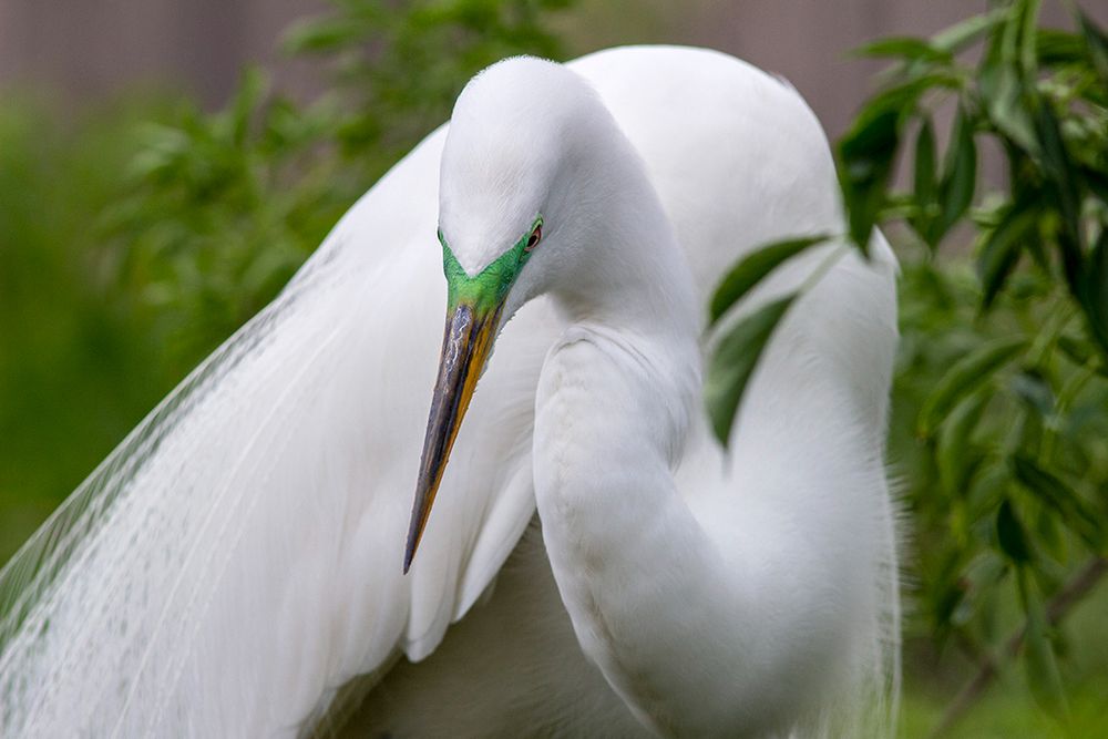 A Great Egret in breeding plumage and bright green skin around the eyes and top of the beak is viewed through a blurry screen of green leaves which gives a dreamy quality to the image.
