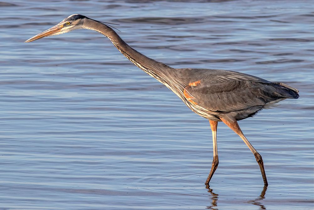 A Great Blue Heron stands in shallow water reflecting the blue sky, and stretches its long neck out as it spots prey in the water.