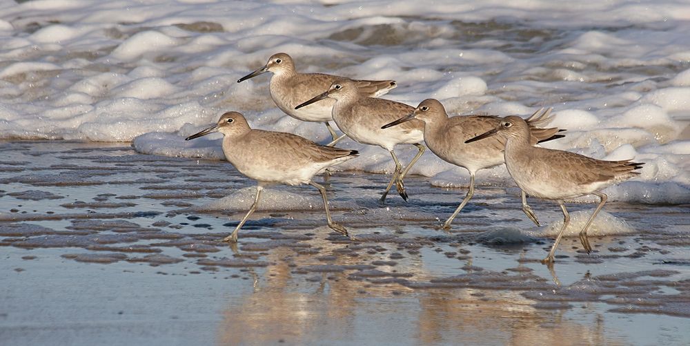 Five willets running from the surf with one in the lead and the other four lined up behind in perfect step.  