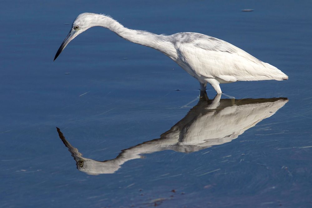 A Little Blue Heron in its 'calico' phase, where the white feathers it is born with are transitioning into the adult feathers, stretches its neck out searching for prey. The heron is standing in deep blue water with a perfection reflection.