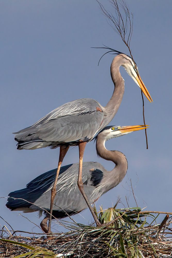 Two Great Blue Herons work together building a nest in the top of a Cabbage Palm tree. The Male is offering a stick to the female, who grasps it in her beak in anticipation of placing it on the nest.