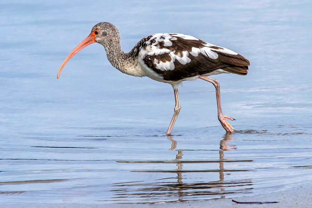 An immature White Ibis in open blue water with its brown juvenile plumage transitioning to white adult plumage. This is called the 'calico' phase.