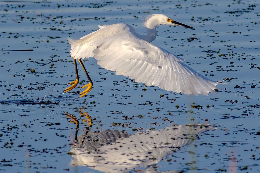 A Snowy Egret takes off in flight with yellow feet just clearing the surface of the water and wings spread in a downward flap.
