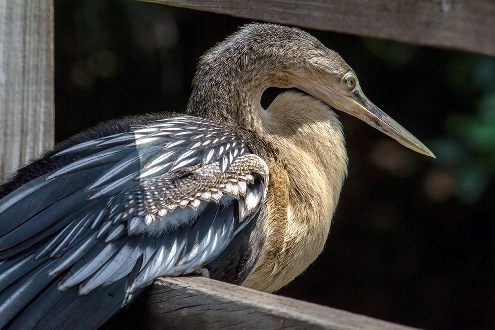 An immature Anhinga relaxes on the railing of the boardwalk through the wetlands. View of the bird facing the water from the rear right side.