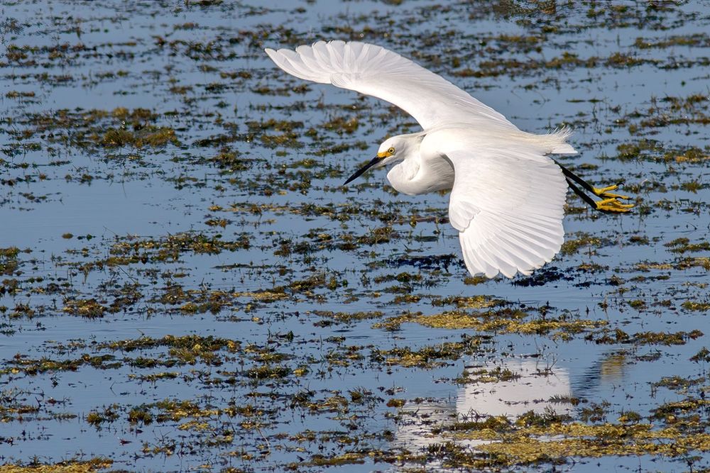 A Snowy Egret skims over the surface of the water with wings spread wide in an approach to landing.
