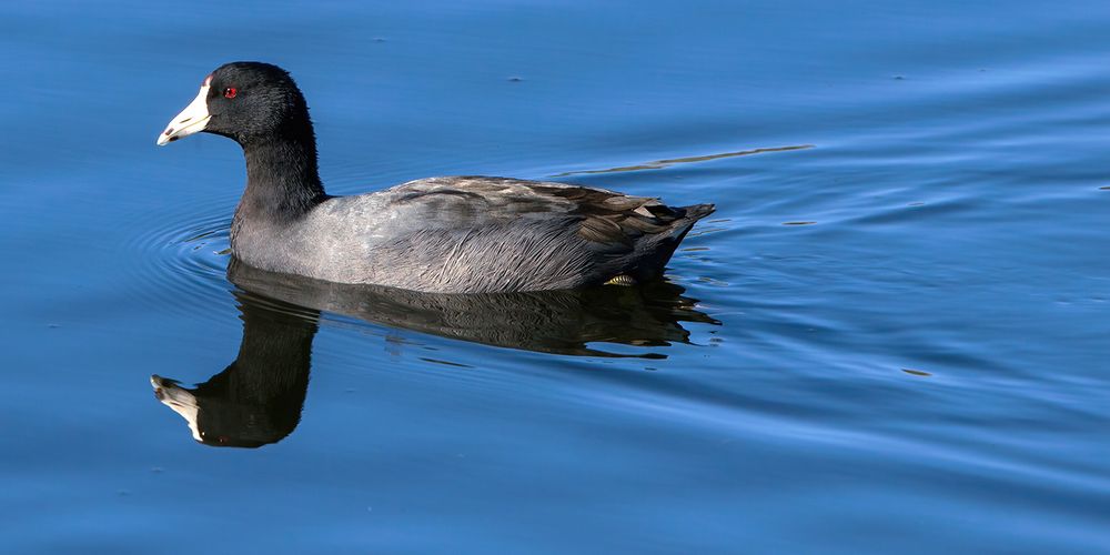 An American Coot is a nearly all black waterfowl with a thick, white bill and white frontal shield on the forehead, and red eyes. Here it glides through deep blue, calm water with a nearly perfect reflection.