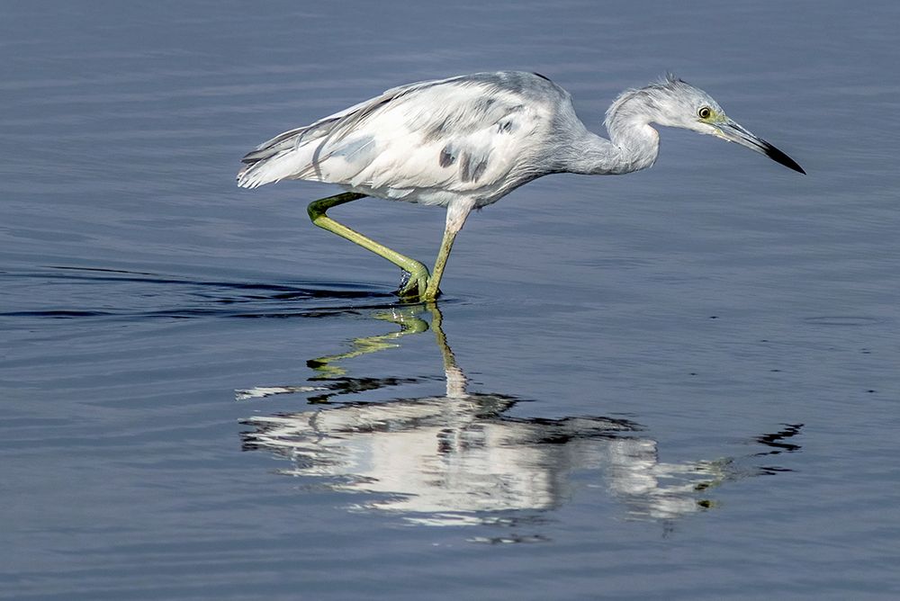 An immature Little Blue Heron in open blue water with its white juvenile plumage transitioning to blueish adult plumage. This is called the 'calico' phase.