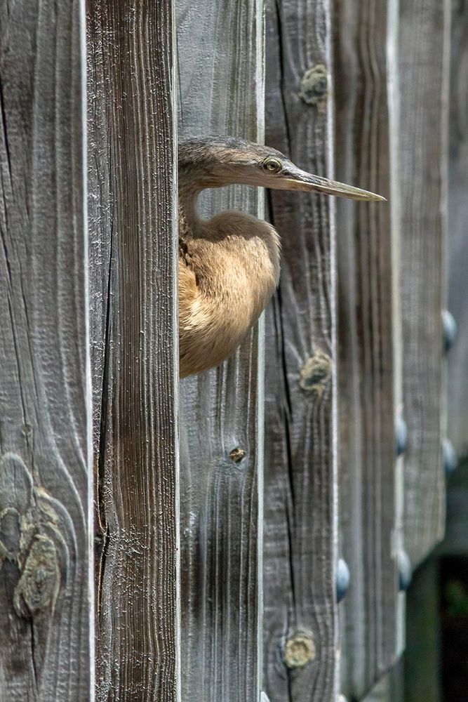 An immature Anhinga relaxes on the railing of the boardwalk through the wetlands. View is from the corner of the boardwalk showing the upright railing posts and only the head and chest of the anhinga from the front.