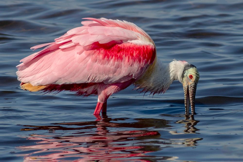 A Roseate Spoonbill fishes for prey. Adults sport pink plumage with red wing patches, yellow shoulders, a yellow-orange tail, white neck feathers greenish gray skin on the head, red eyes and legs, and a long spatulate spoon-shaped  bill used for sifting through mud and water for prey.