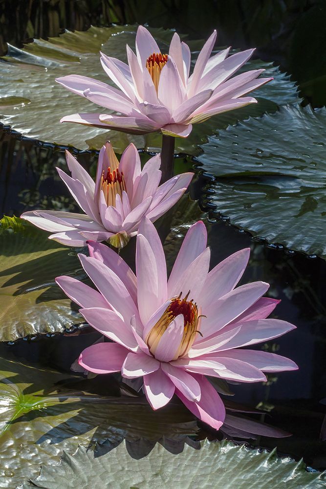Three pale pink waterlilies with yellow-orange centers in a vertical row, surrounded by green lily pads.