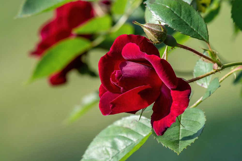 Deep red rose and leaves on a green background, with another soft focus rose behind it. 'Like Red on a Rose' is a song by Alan Jackson.