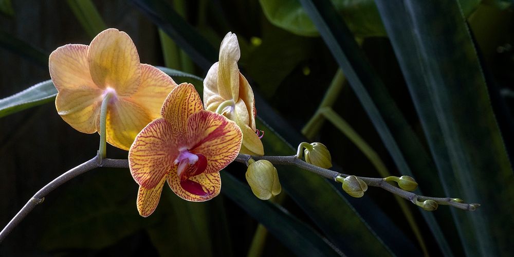 Three sunlit yellow striped with red Moth Orchids (or Phalaenopsis) on an arching branch with six buds, against a shadowed green background of other plants.