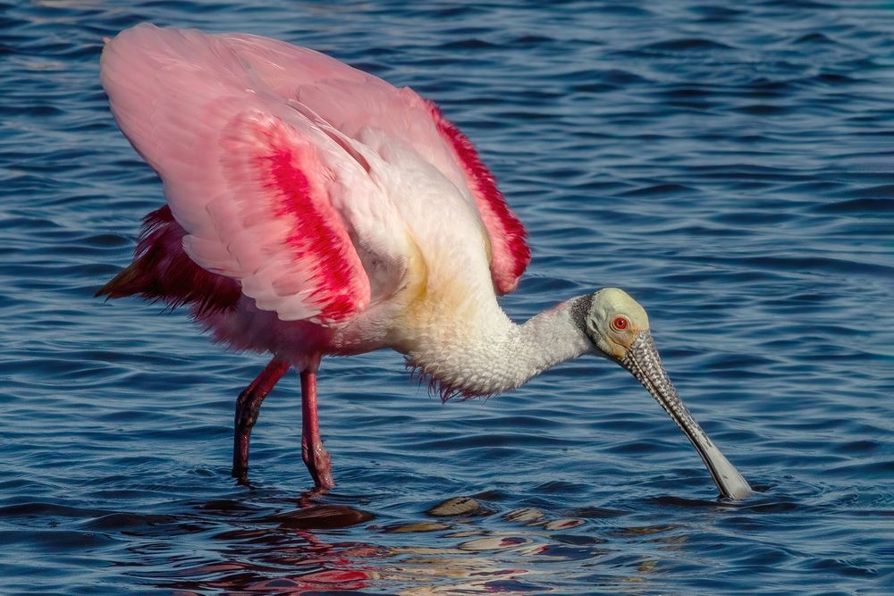 A Roseate Spoonbill fans its wings to look larger and intimidating to another that is too close for comfort. Adults sport pink plumage with red wing patches, yellow shoulders, a yellow-orange tail, white neck feathers greenish gray skin on the head, red eyes and legs, and a long spatulate spoon-shaped  bill used for sifting through mud and water for prey.