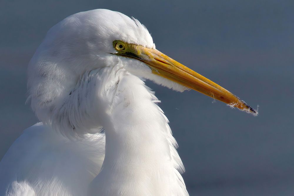 Powder down feathers, located on the breast and flanks, create a fine, waxy powder which conditions the feathers, enhances waterproofing, and aids in the removal of dirt and debris. Herons and Egrets rub their bills against these powder down tracts to collect the powder and then distribute it across their feathers during preening.