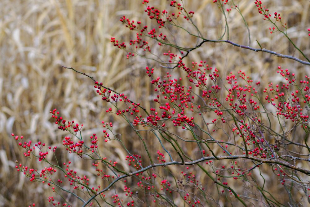 ノイバラの実がたくさんなっています。ススキが背景です。