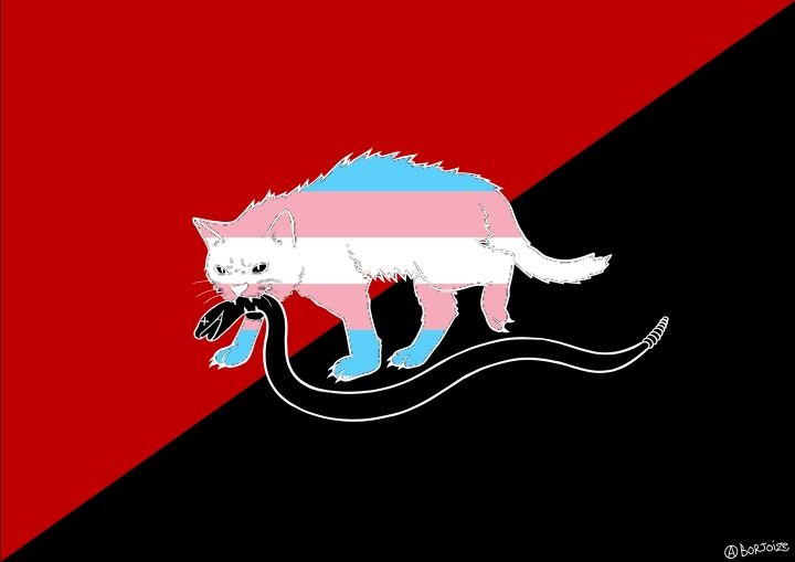 Red and black anarcho-syndicalist flag with a cat in the center. The cat is is striped the blue, pink, white, pink, blue of the trans flag, and carries a dead snake in its mouth. 
