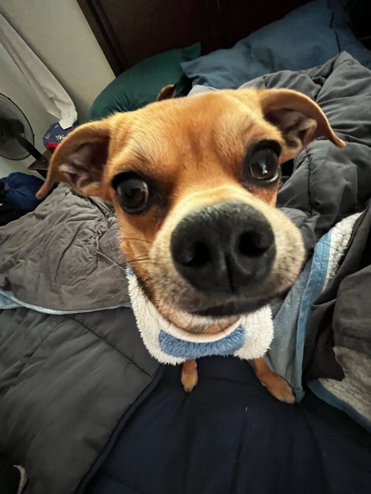 picture of a brown chihuahua from a 0.5 perspective in a white and blue sweater on a grey bed
