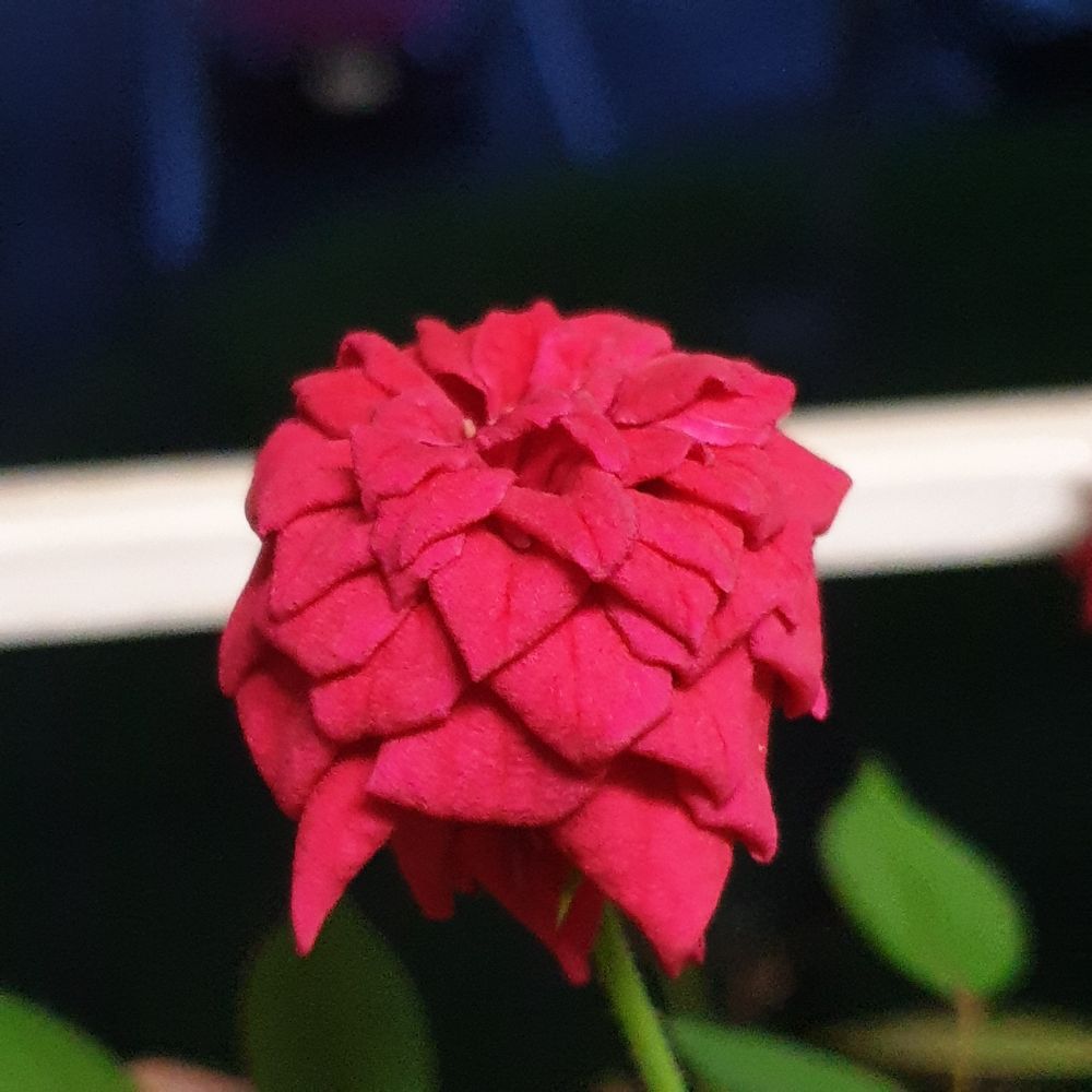 Red fairy rose