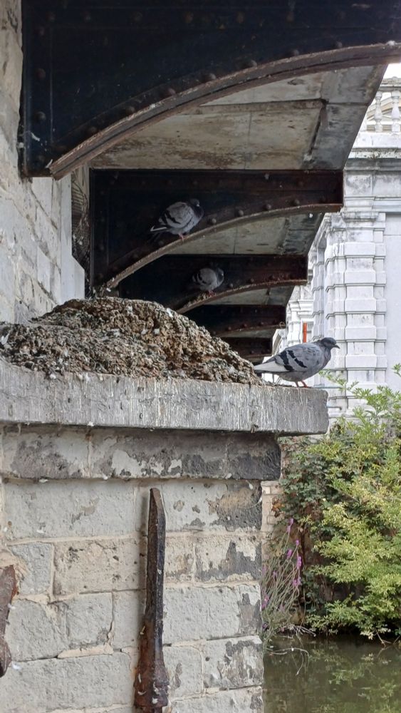 Photo d’un pigeon qui a derrière lui un "petit" tas de caca