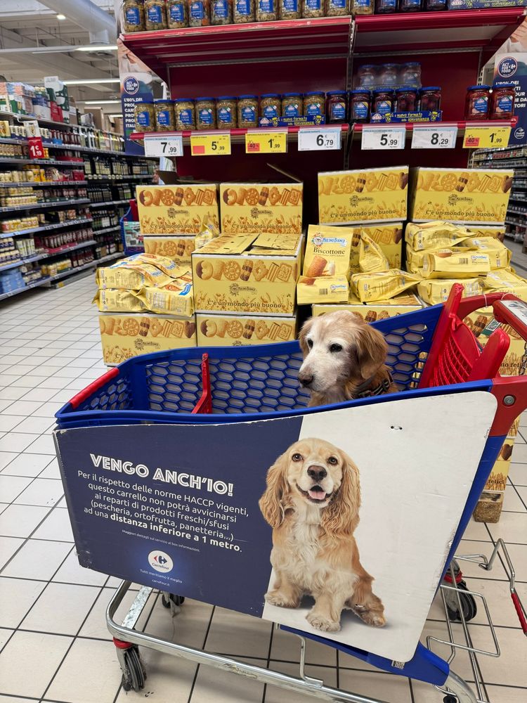 Pierrot, un chien roux et blanc, assis dans un chariot blue, dans un rayon de supermarché 