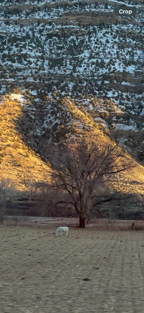 A white horse under a tree in front of a towering snow-speckled cliff face.