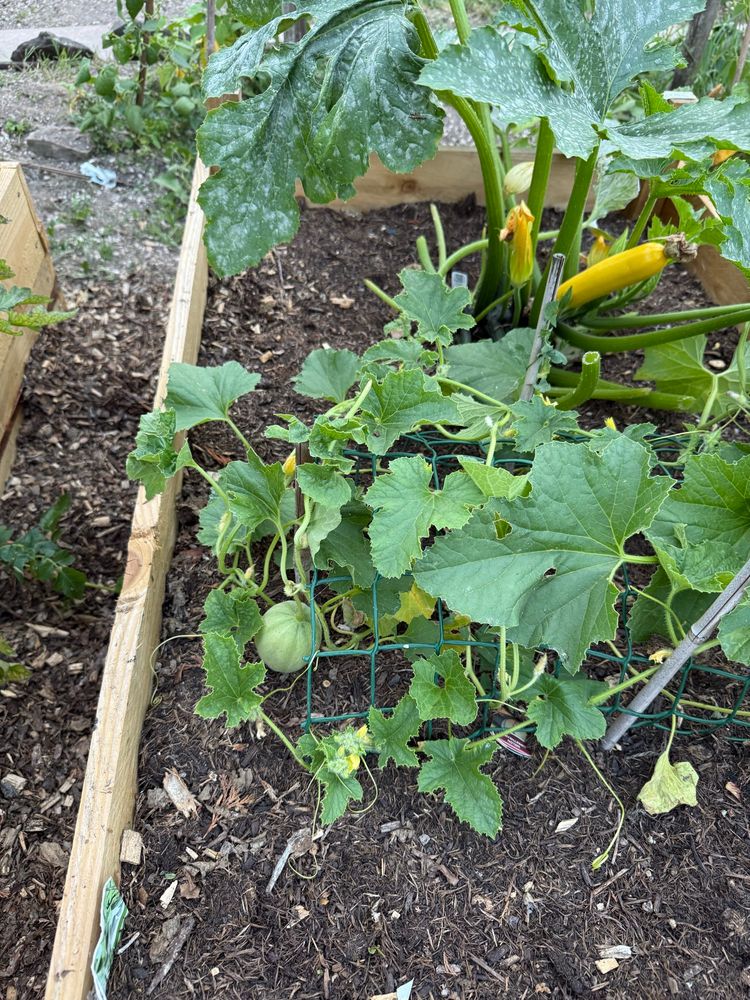 A raised bed at my allotment with a melon growing in it, variety unknown, in the background a courgette with several yellow fruit. The courgette seems to grow a new fruit every couple of days 😱