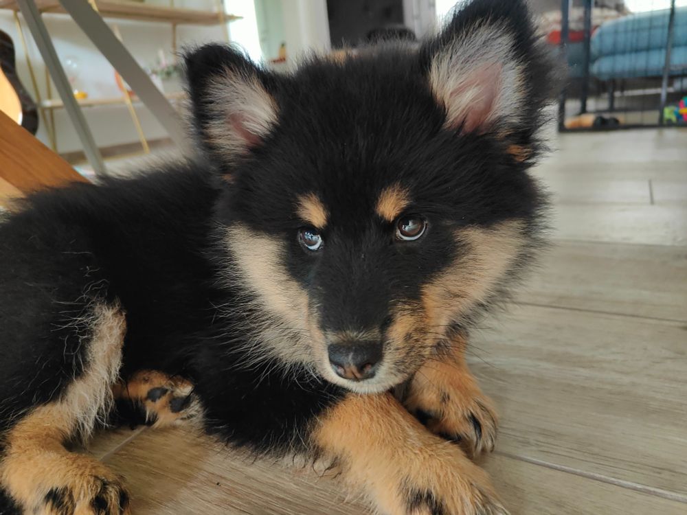 A picture of my finnish lapphund puppy, 3 month old, black and brown.