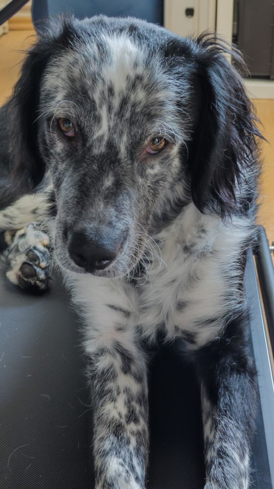 Bild eines liegenden Hundes, der in die Kamera schaut. Das Fell ist schwarz weiß, an Beinen und Brust gefleckt, das Gesicht ist grau marmoriert.