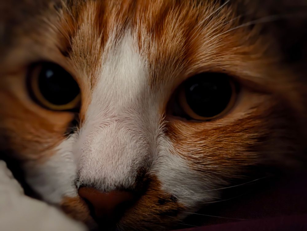 A close up shot of an orange black and white tabby cat staring at the camera with mild curiosity