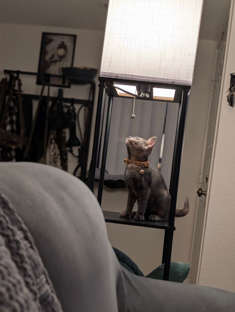 A tiny grey and peach kitten sitting on the black shelf of a floor lamp, staring at the swinging chain and preparing to attack 