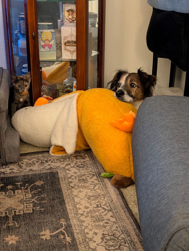 A small grey and peach kitten eyeing a gigantic plush banana duck that she has successfully knocked off a cabinet. A brown and white dog has his chin resting on the duck's belly, side eyeing the kitten with vague respect.