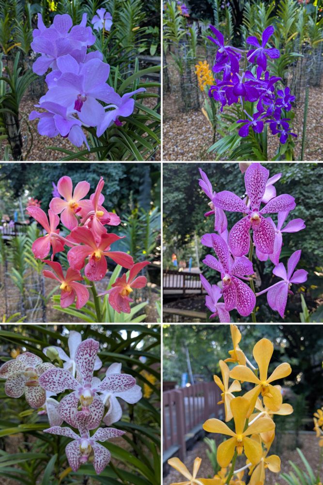 Aranda orchid flowers. 