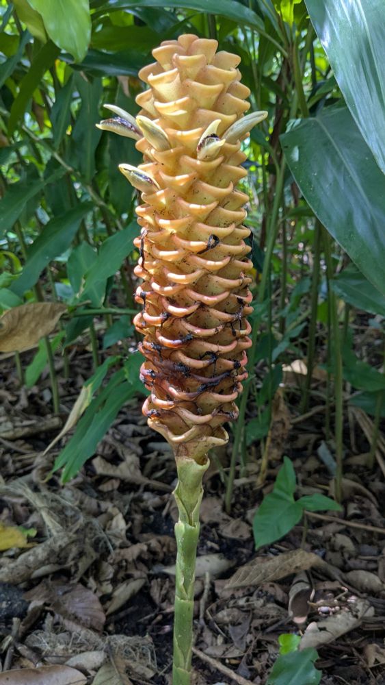Beehive ginger 