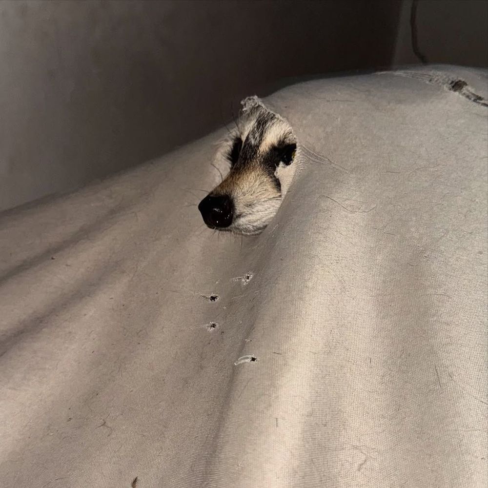 A raccoon under a sheet with only his snout and eyes poking out from a hole in the middle of it. This is me. I am this raccoon.