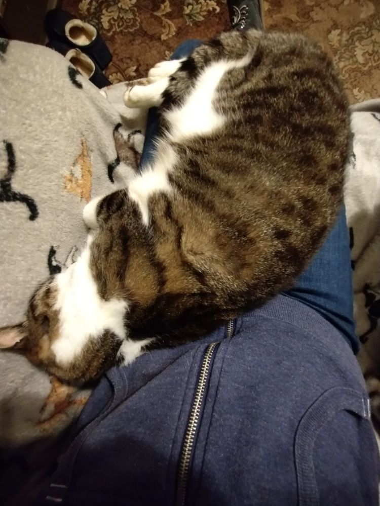 White & tabby tom sleeping soundly on me