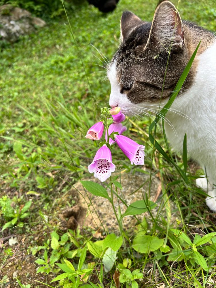 Cat sniffing a foxglove flower