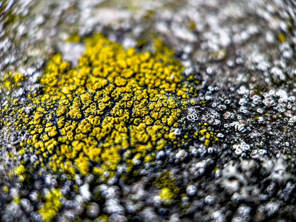 Concrete with a bit of yellow paint. 