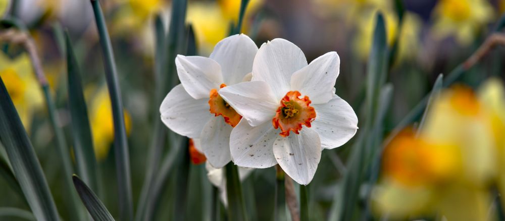 White flowers in focus with yellow flowers in the background.  