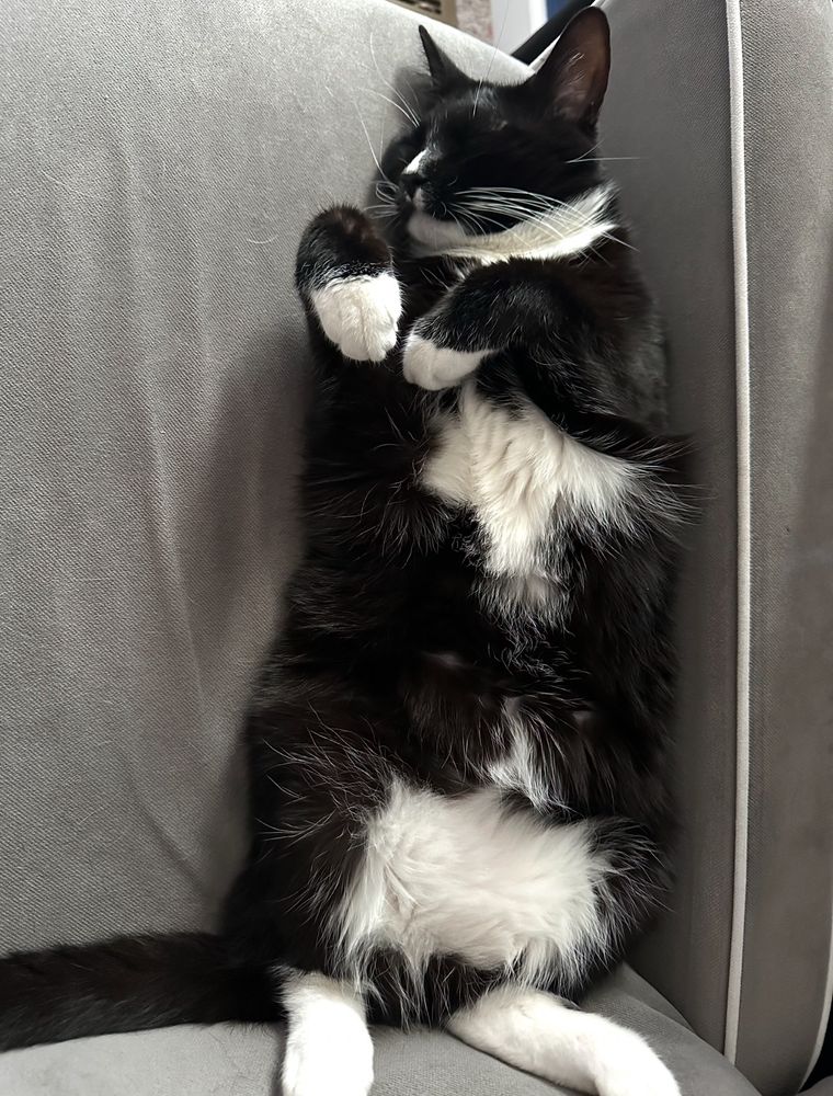 Black and white cat laying on his back sound asleep in a rocking armchair