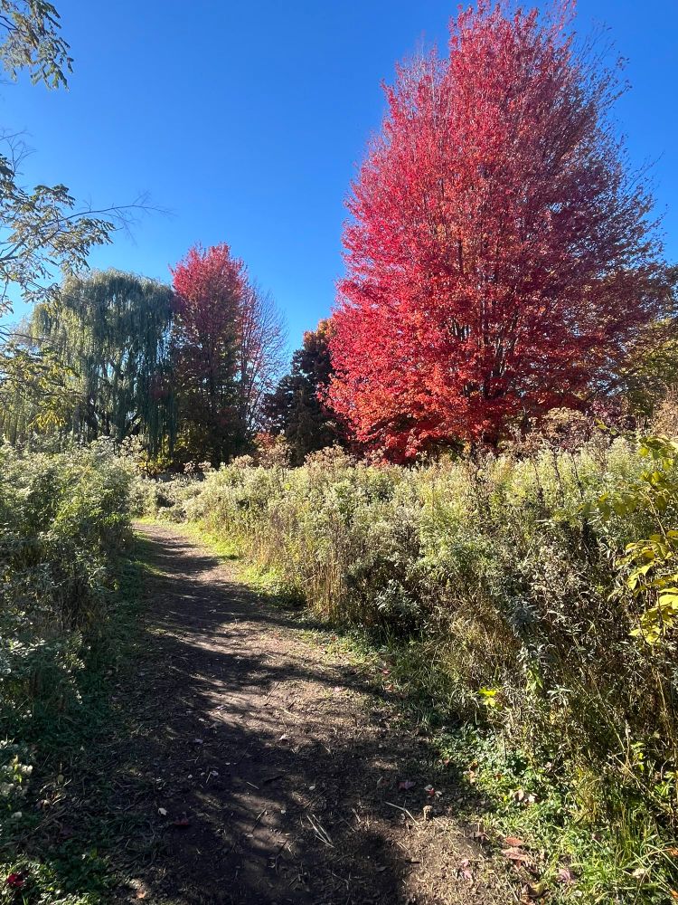 A lovely autumnal Chicago park 