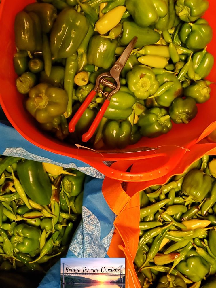 Bags and bucket filled with peppers of all types. 