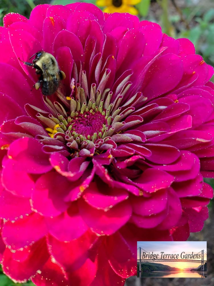 Bee taking a nap in a Zinnia
