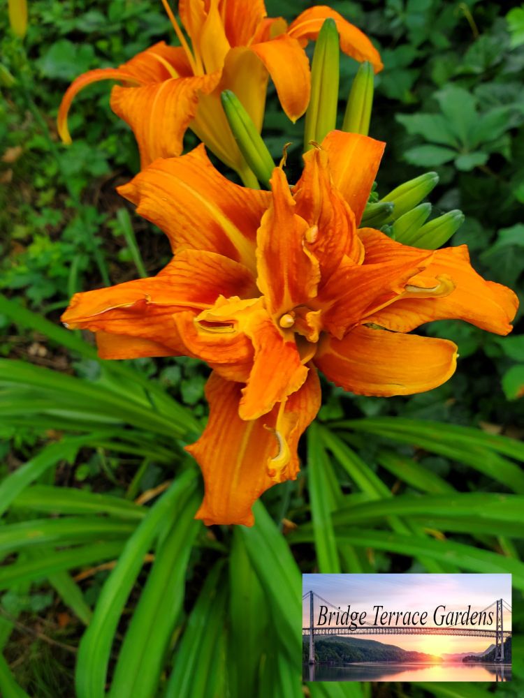 Orange double bloom daylilies.