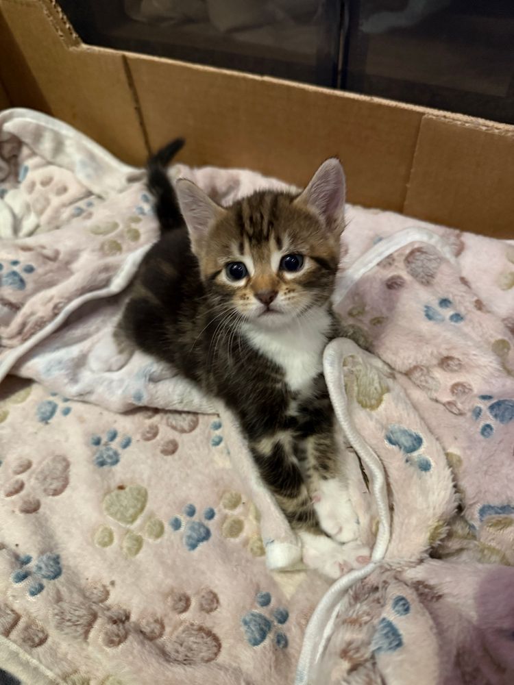 Tabby kitten laying on pink blankets 