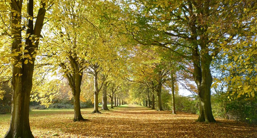The Avenue, Farnham Park.  Venerable wide avenue leading south-west from Farnham Castle across the former deer park of former bishops of Winchester. 