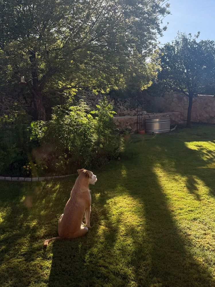 Large dog sitting in a lush backyard, looking contemplative as sunbeams stretch before her. 