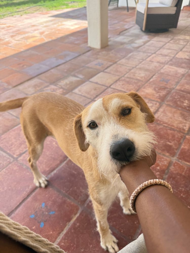 My large golden haired mix of a dog, Juniper, trying to eat my entire hand. 
