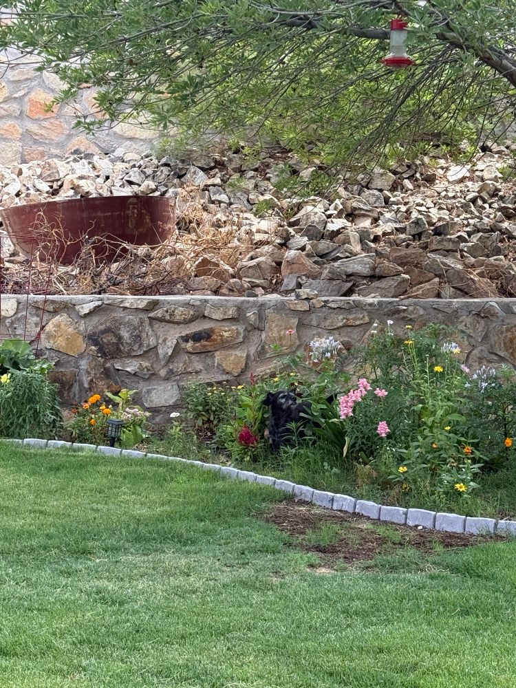 Small dog stopping to smell the zinnia in a flower garden. 
