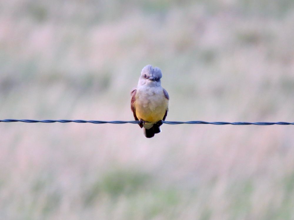 Western Kingbird staring me down 